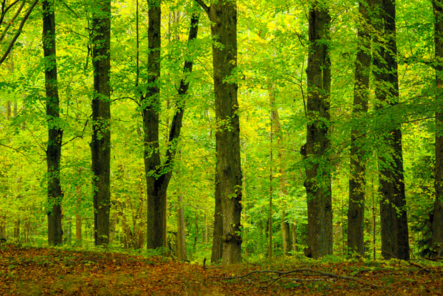 Grundkursus i Acem-meditation Grundkursus i Acem-meditation